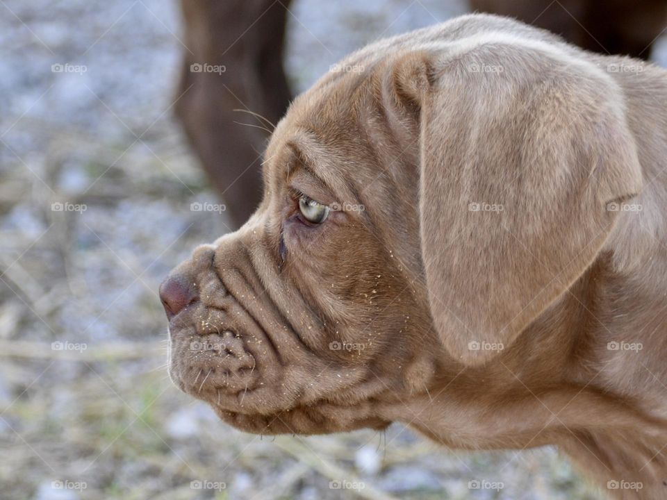 Dog’s portrait 