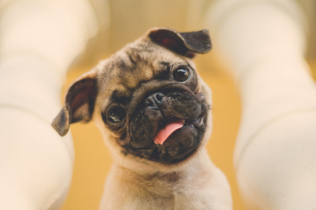 Portrait of dog