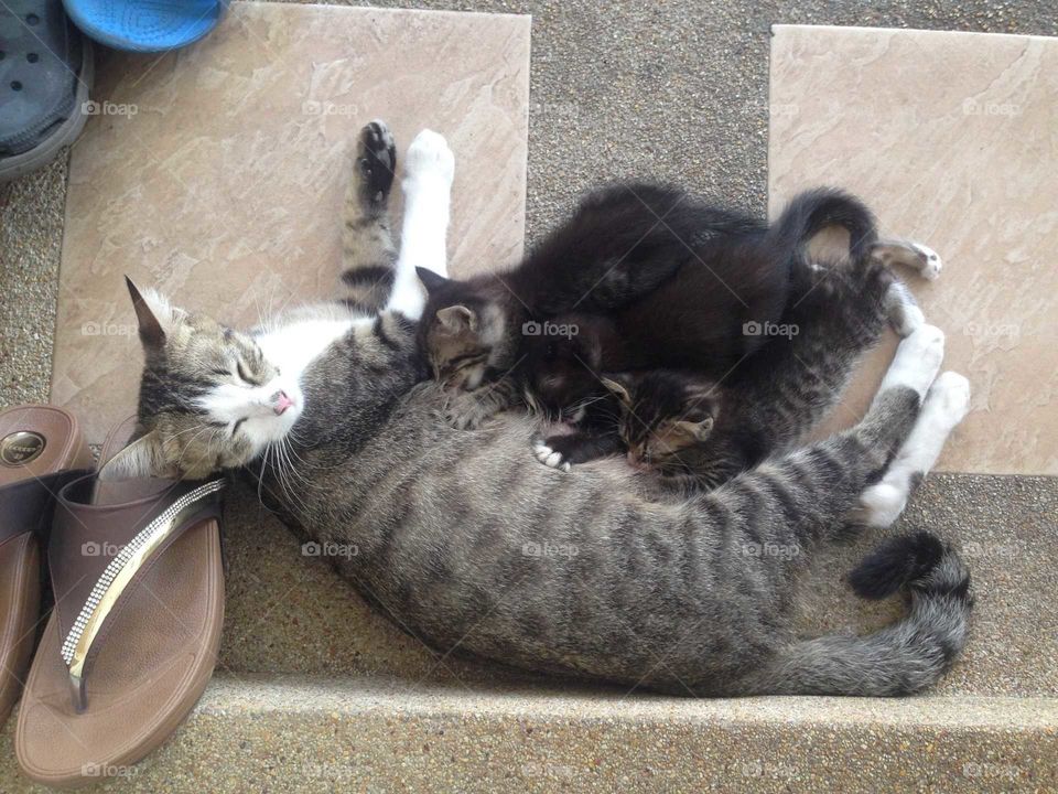 Lovely cat family