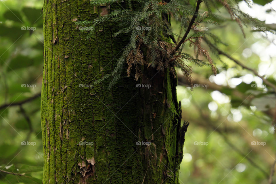 Close-up of moss on tree trunk