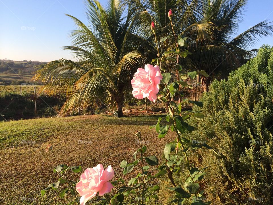 Roses. Beautiful morning in my life 
