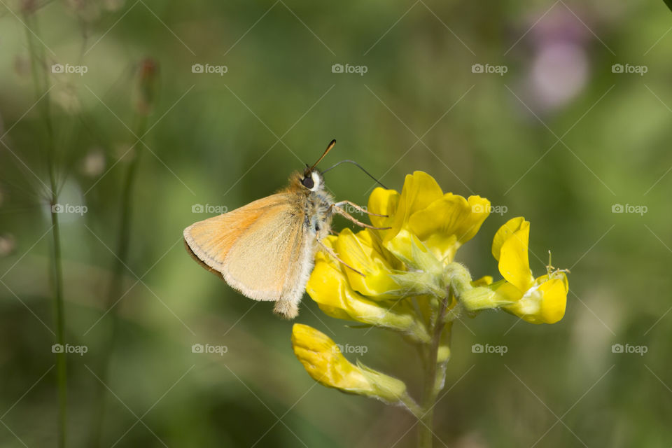 Little orange butterfly on yellow flower
