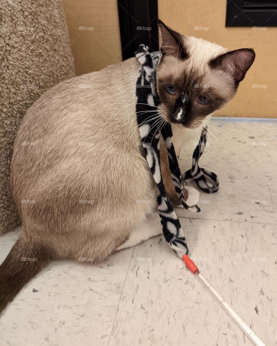 Every day is Caturday