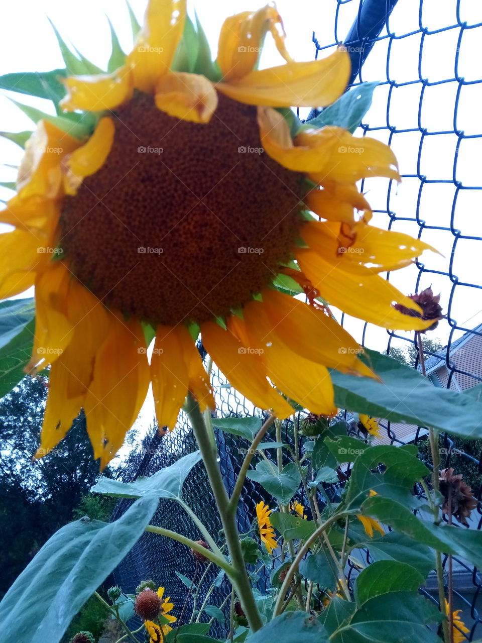 Big ol Sunflower