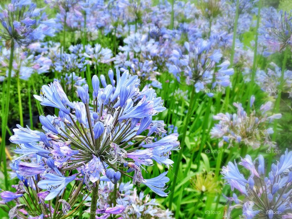 Agapanthus