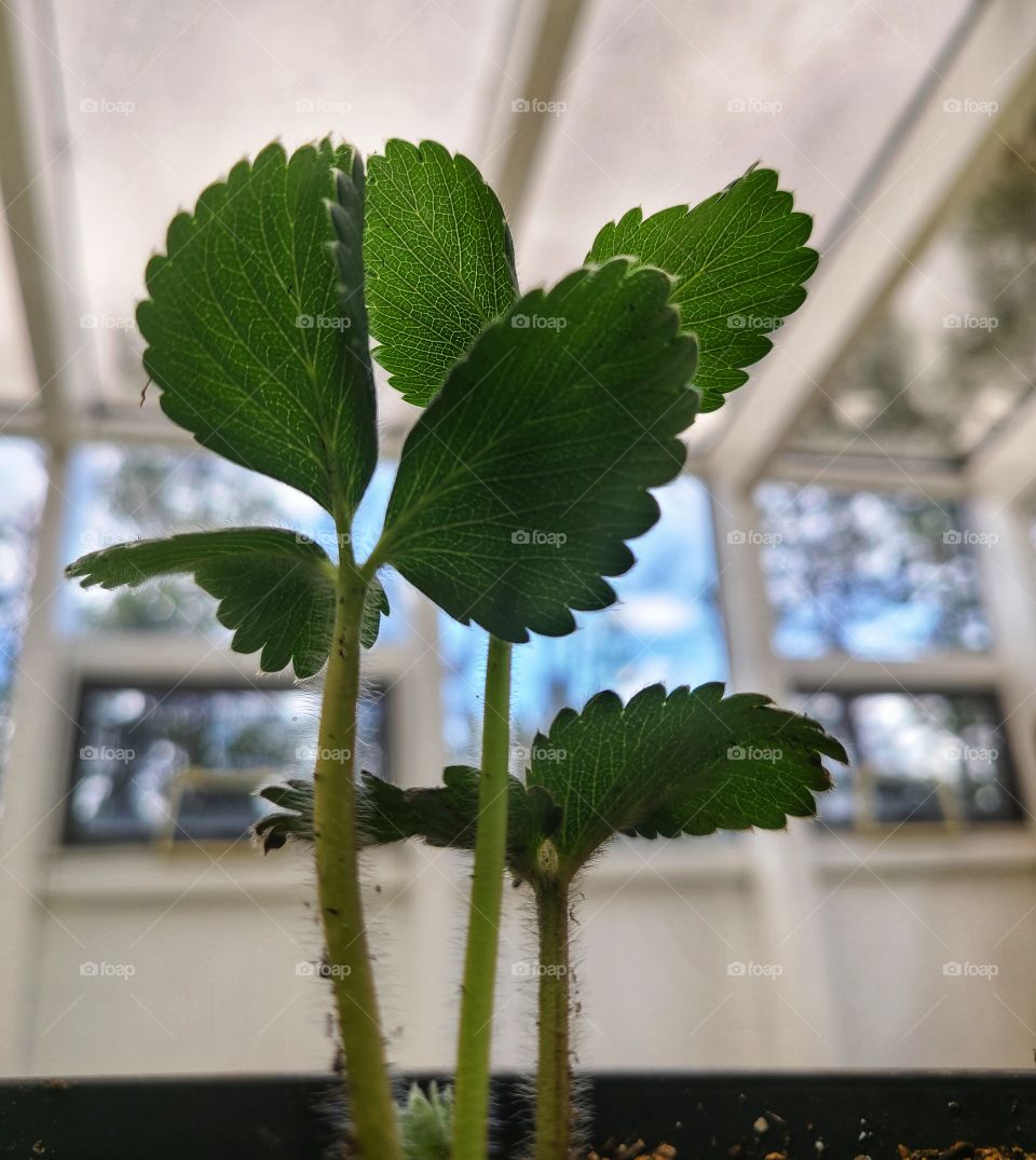 Strawberry plant growing like a weed