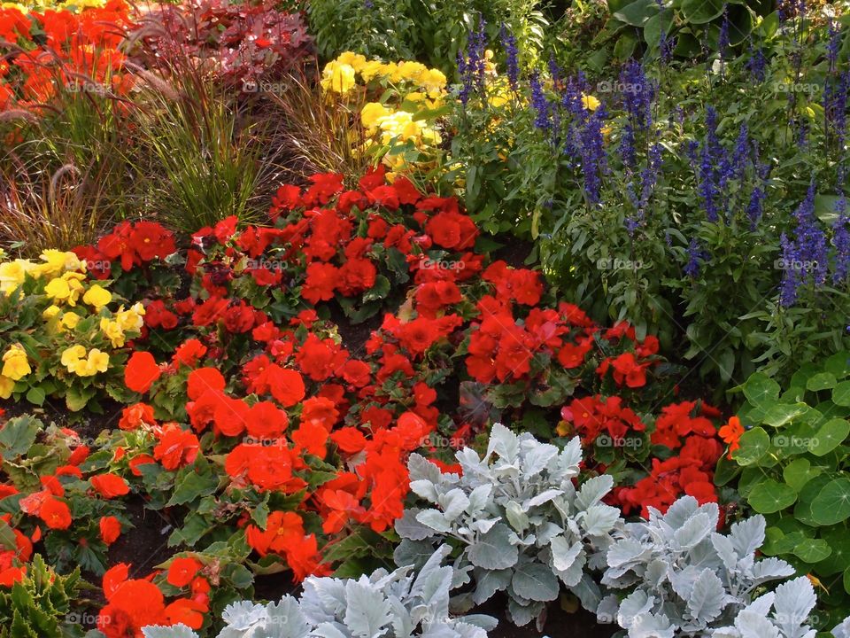 Beautiful bright and colorful flowerbeds in an urban park landscaping on a sunny summer day. 