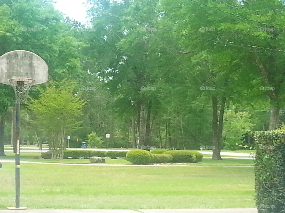 Grass, Tree, Garden, Lawn, Park