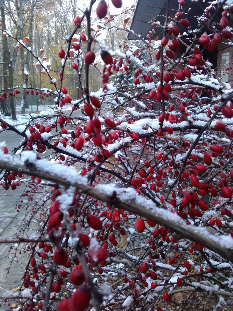 red berries