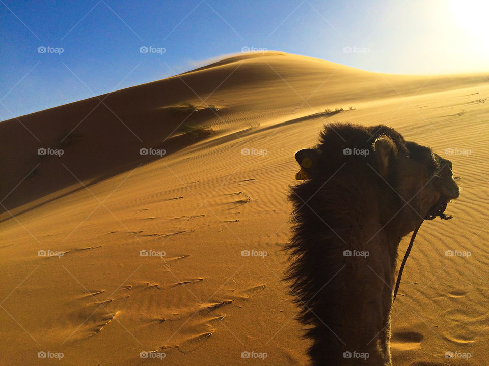 Desert Dreaming . Taken in the Sahara Desert during a trip to Morocco. We rode camels to out campsite in erg chebbi.