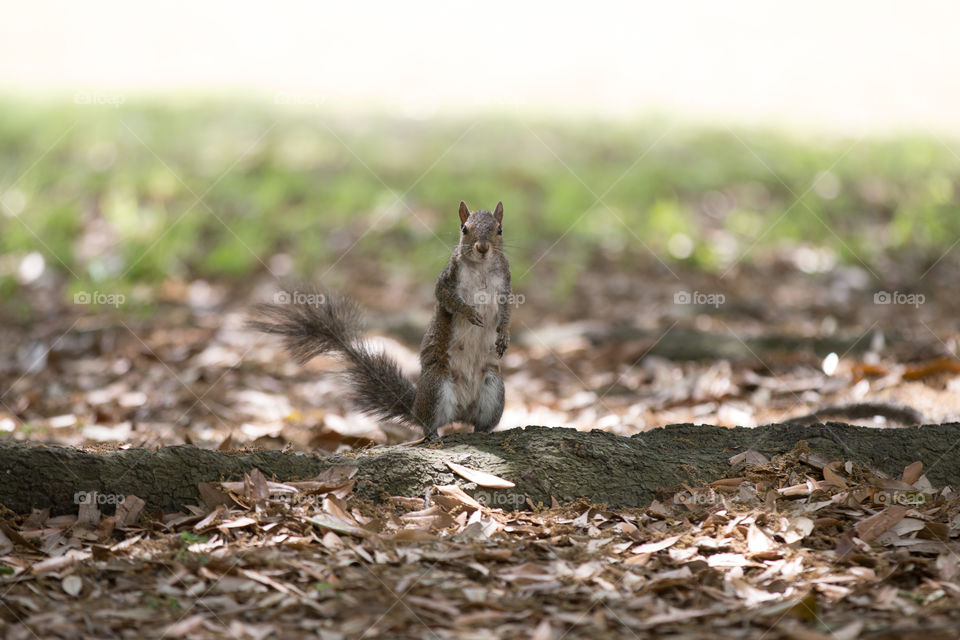 Nature, No Person, Wildlife, Outdoors, Squirrel