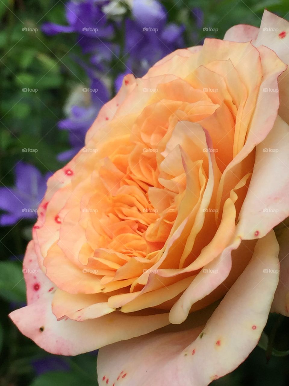 Orange rose 