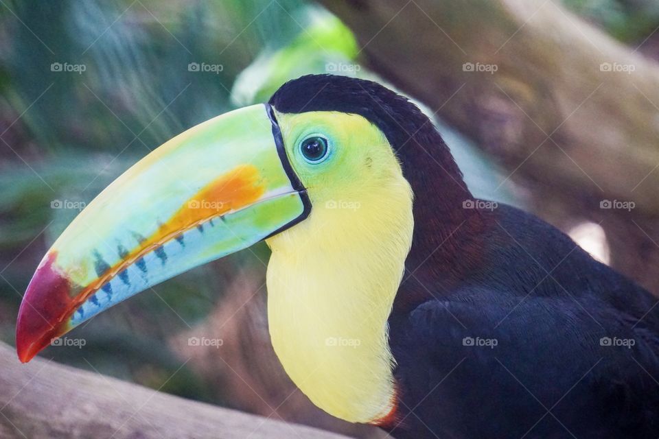 Beautiful Panamanian Toucan 
