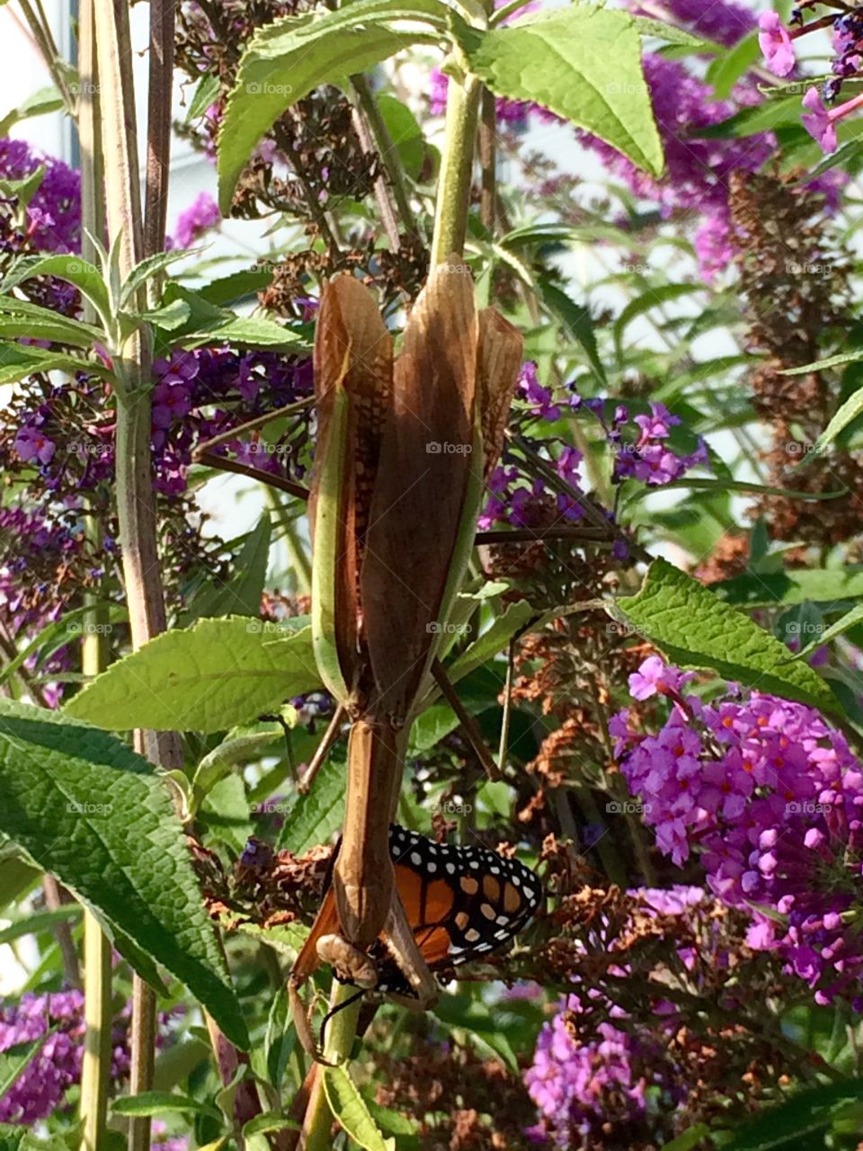 Butterfly near pink flower