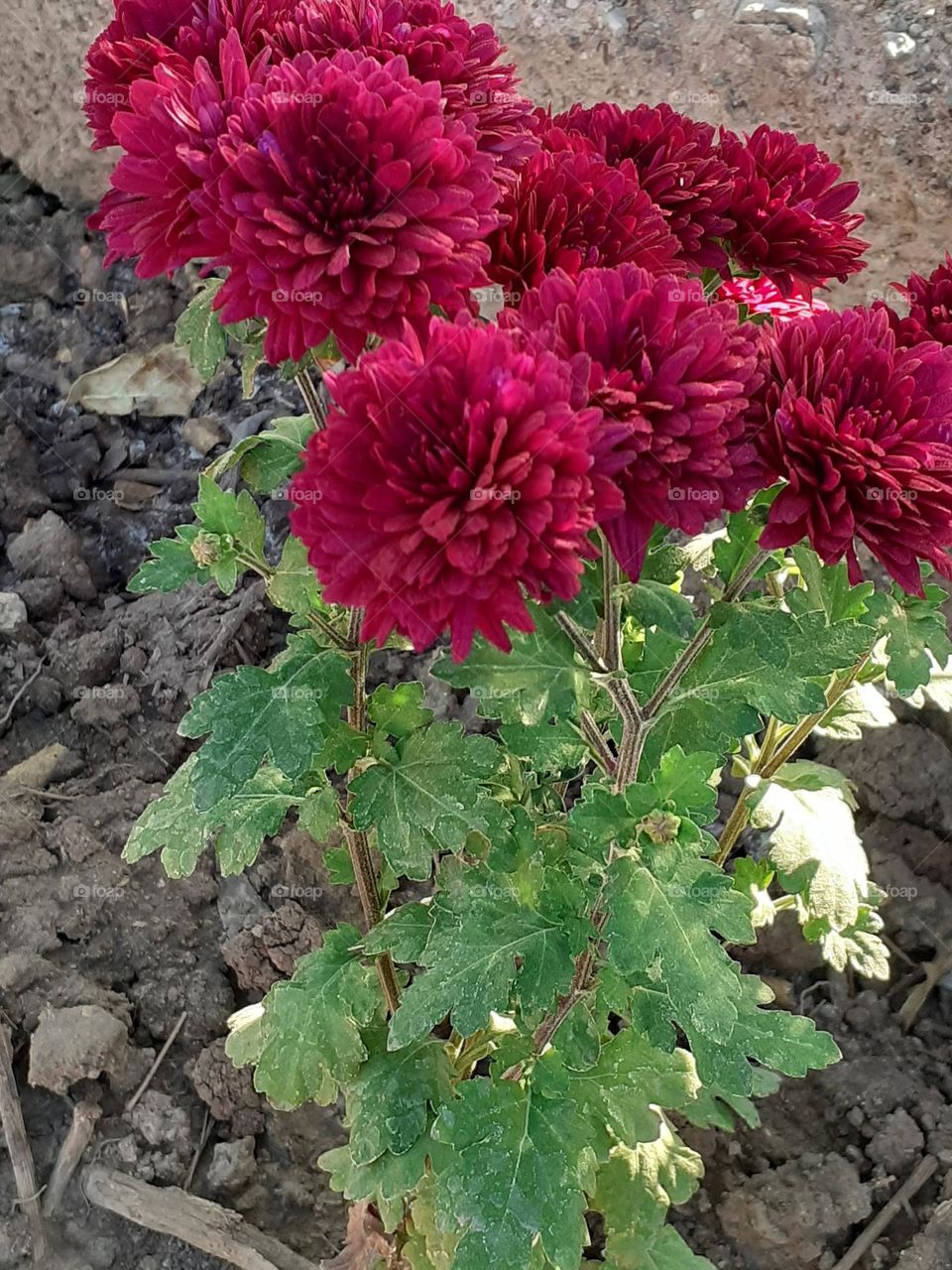 flores de mi jardín