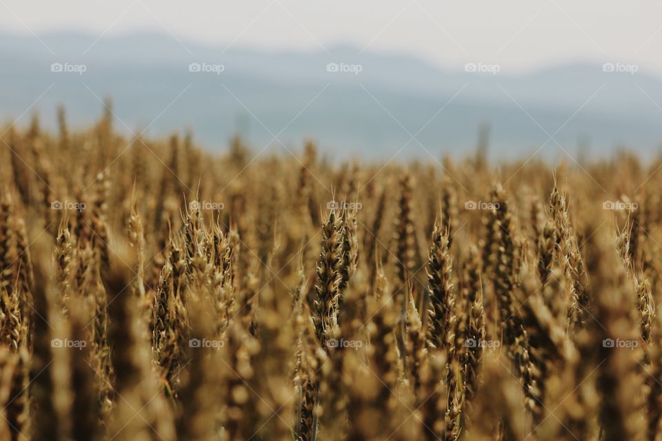 Field of corn