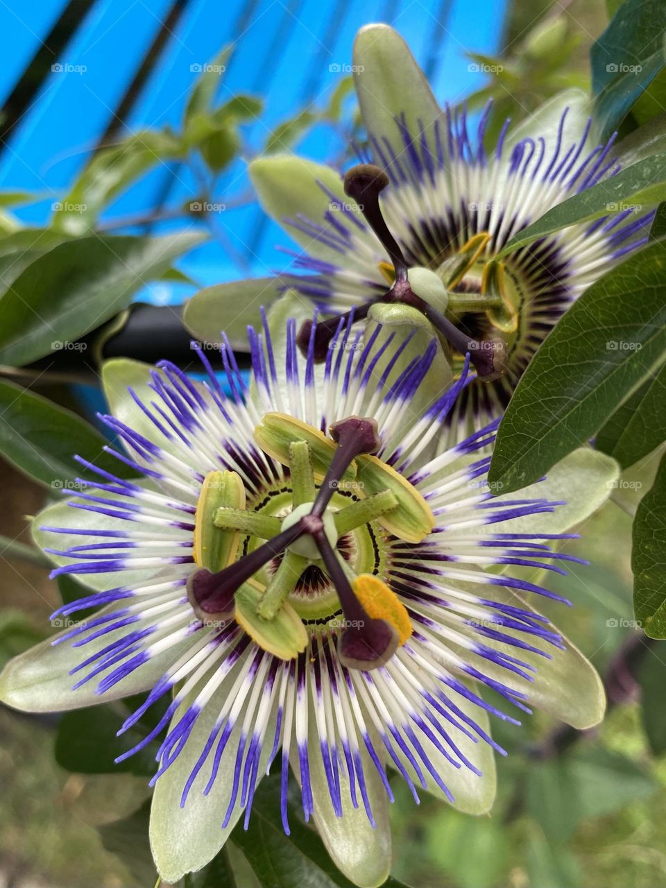 Passionflower