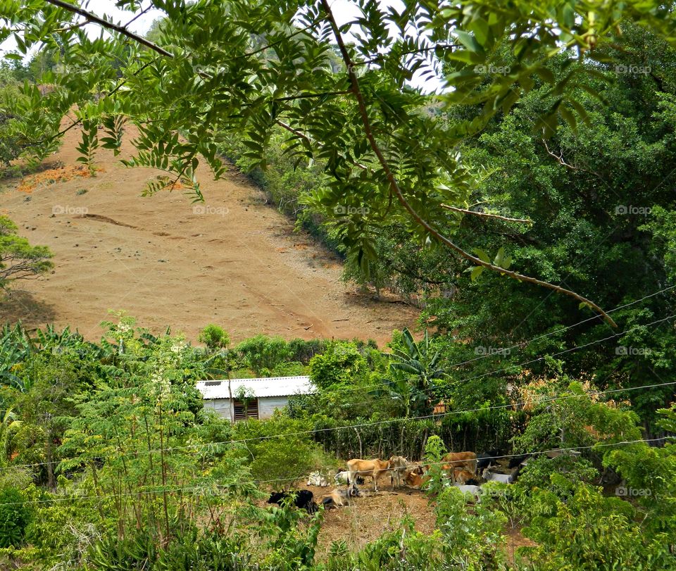 Country living in a cabin at the base of a mountain surrounded by trees in Cubs. Cattle graze in the pasture. Rural areas are open and spread out areas with small population. 