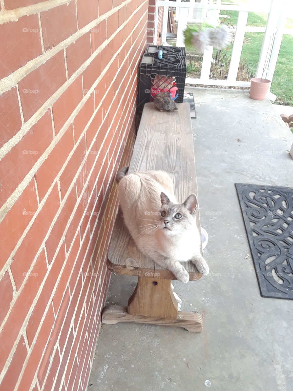 Siamese Tabby cat with blue eyes in on the porch brick background on the bench