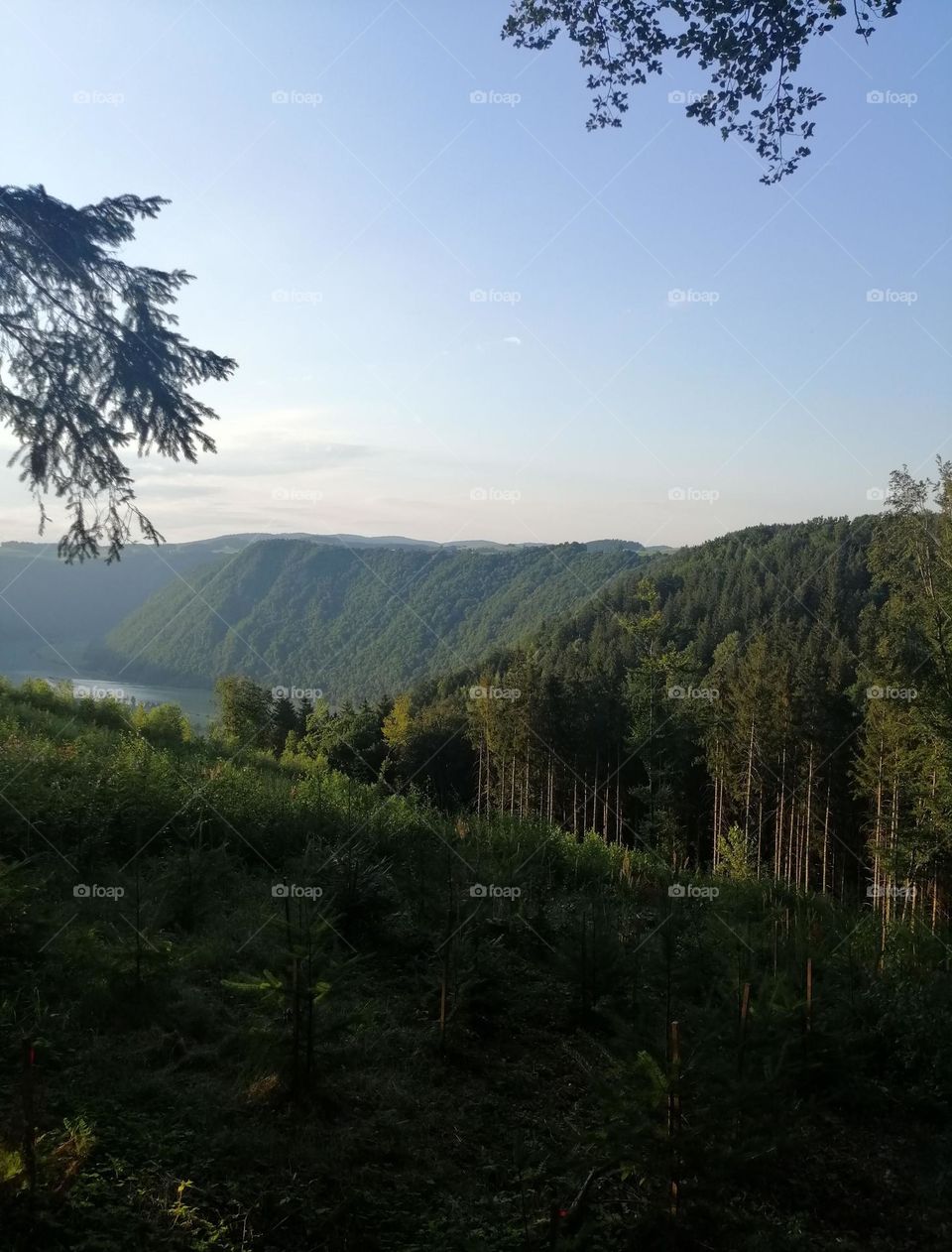 Forest. Römerpark Austria with Danube View