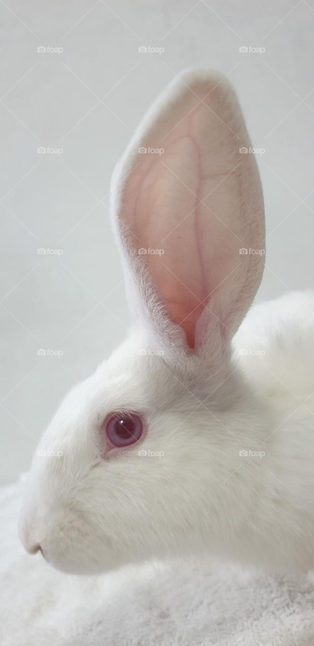 beautiful rabbit, nose comica red eyes and white snow, delicate, curious, big and long ears