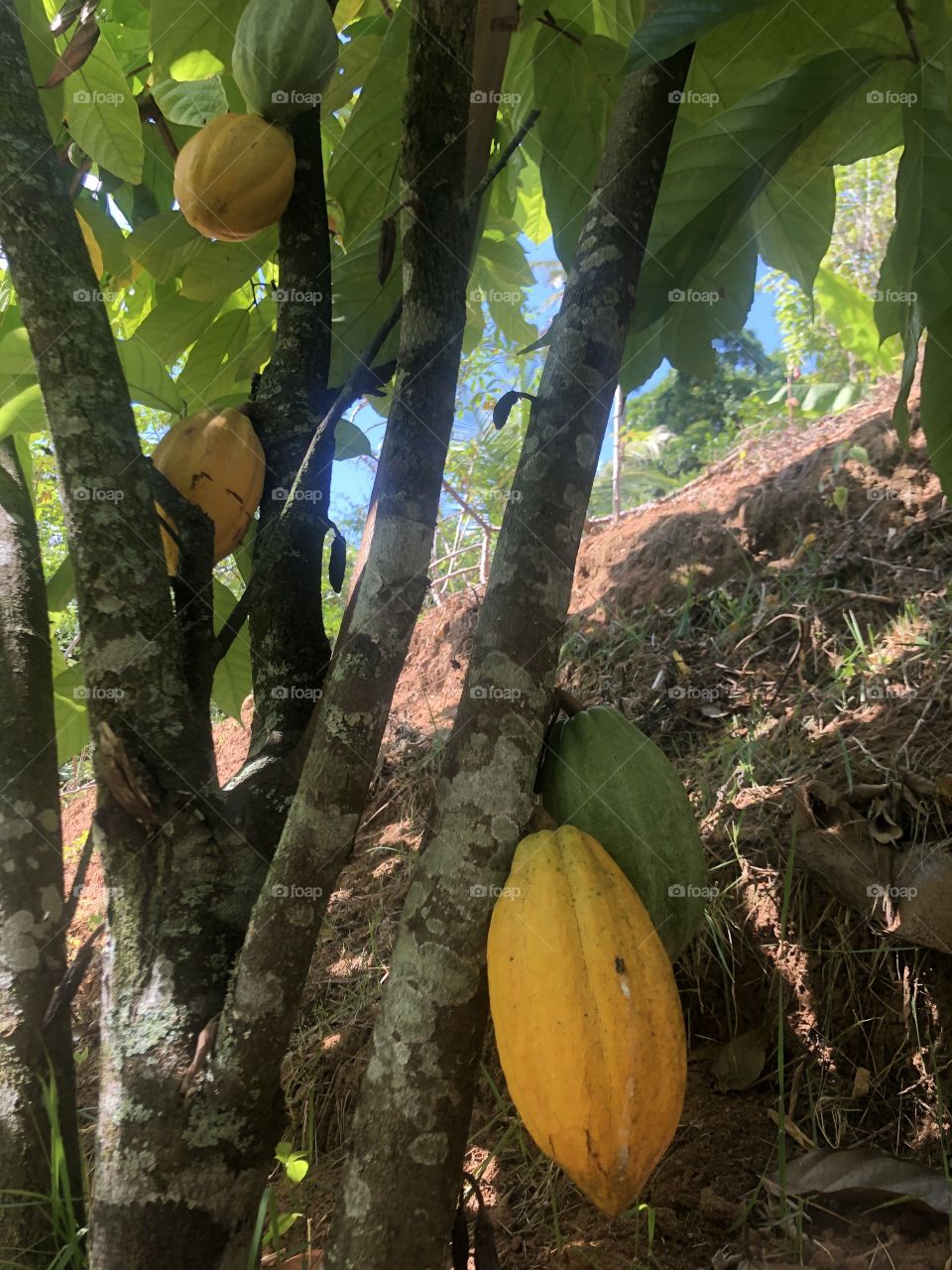 Cacau, fruto utilizado na produção do chocolate.