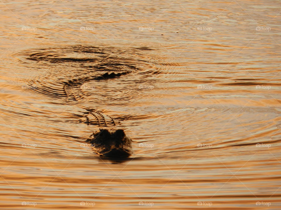 Florida Alligators