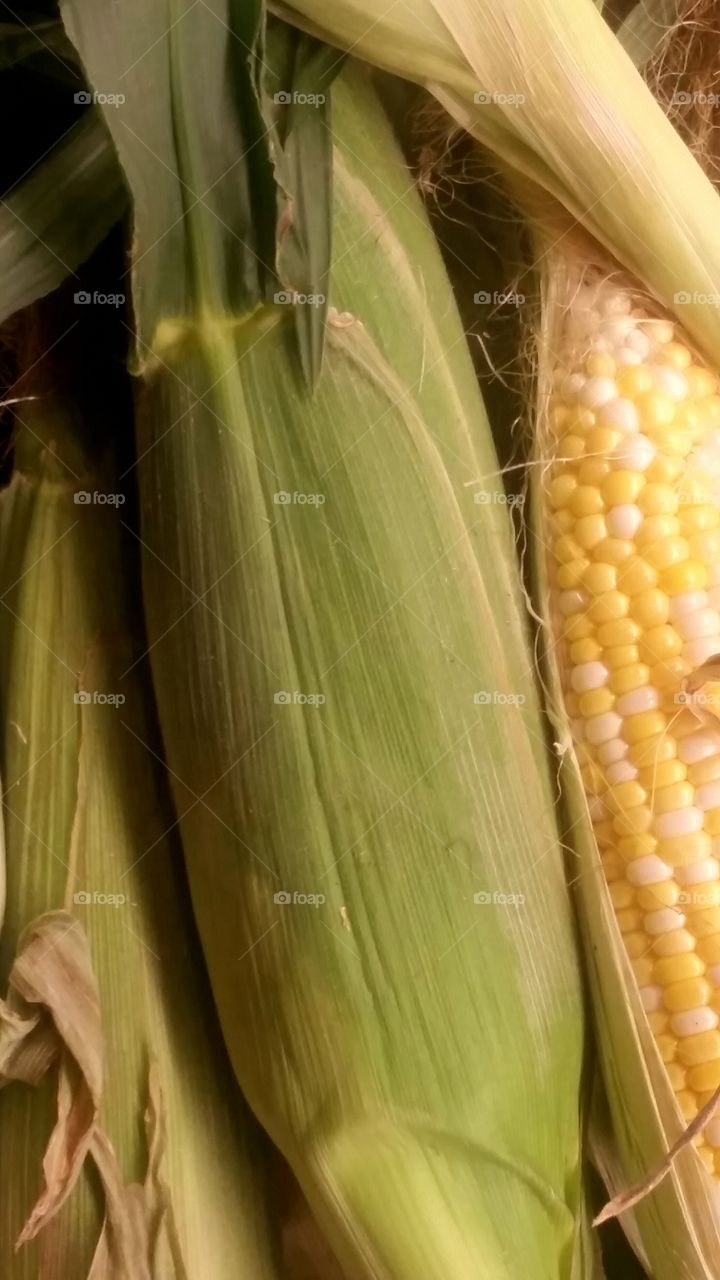 Corn, Hazelnut, Corncob, Food, Straw