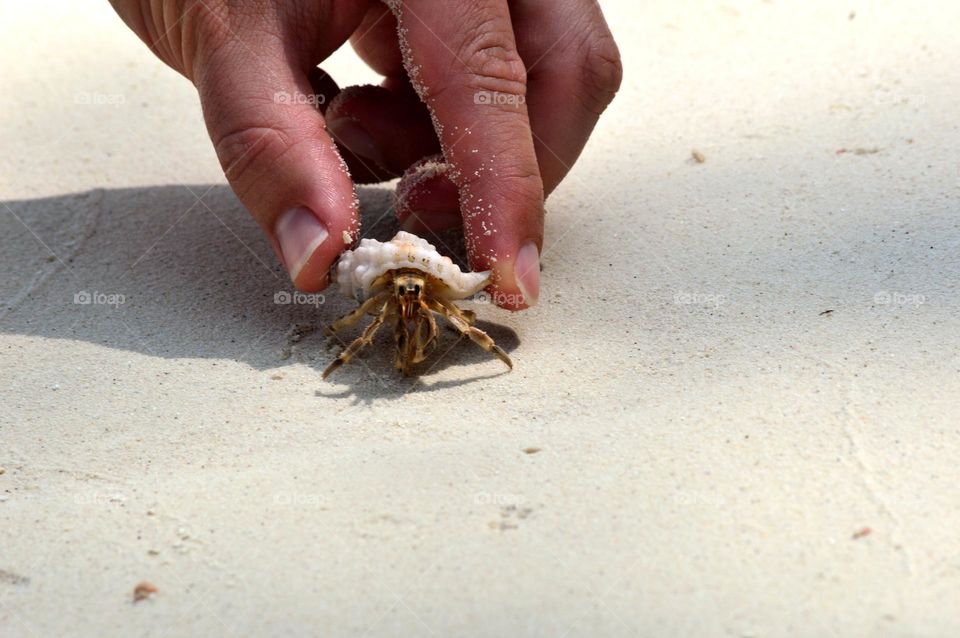 white crab caught on the beach