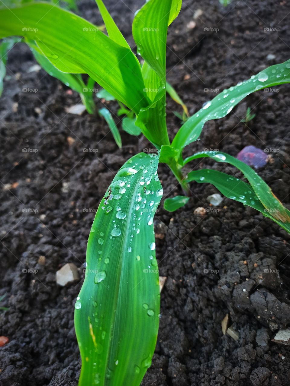 nothing more than nature.nature with no filters