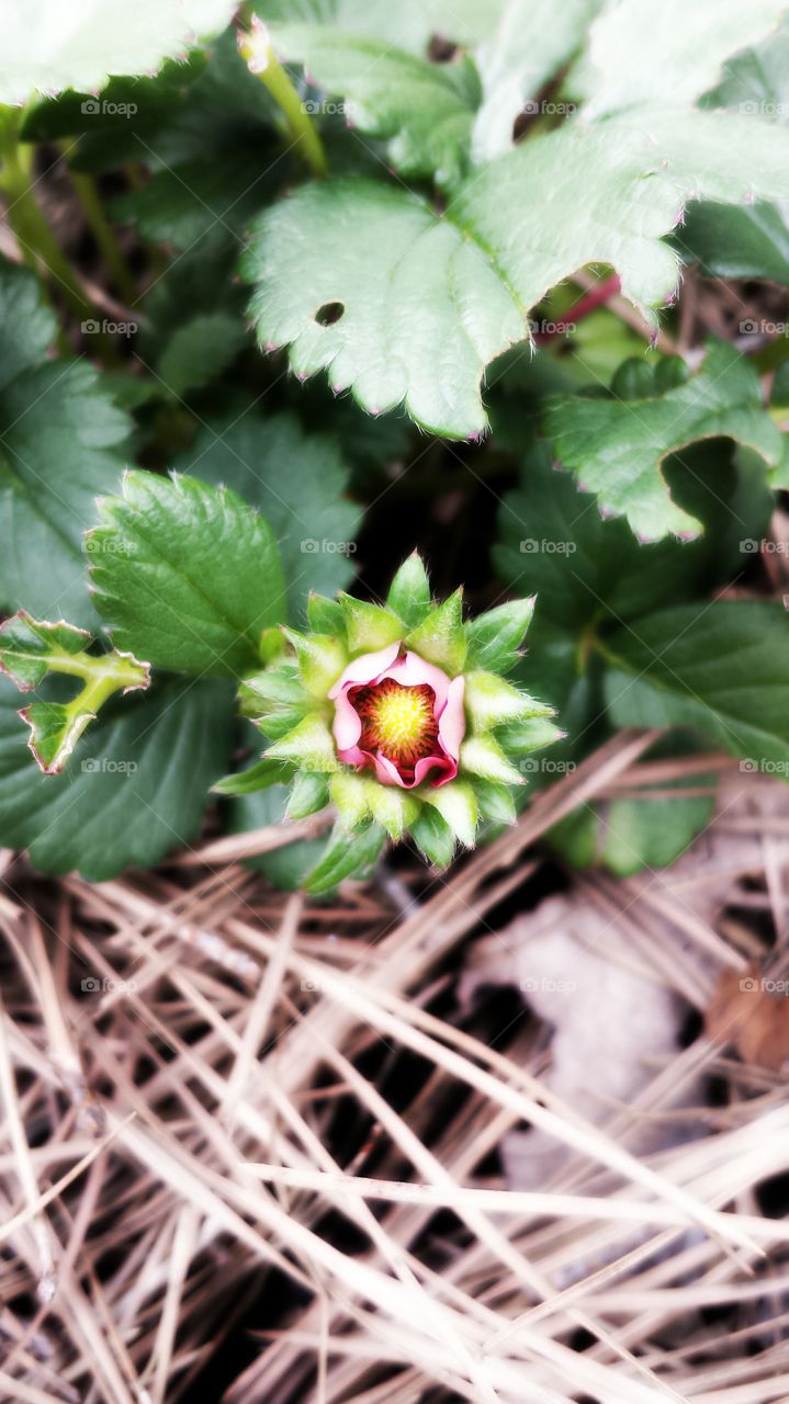 Strawberry Blossom. Fruit