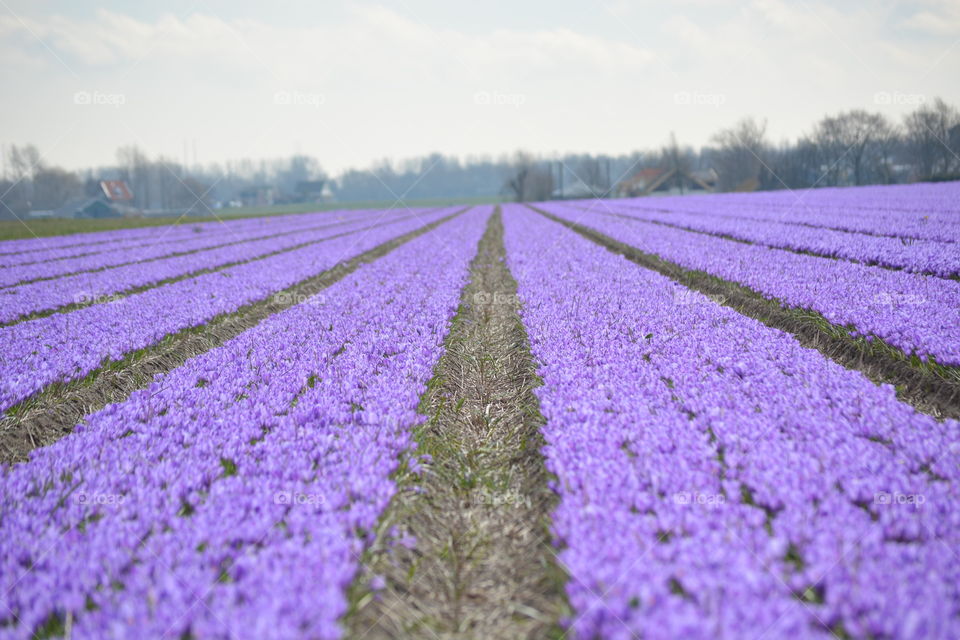 crocuses