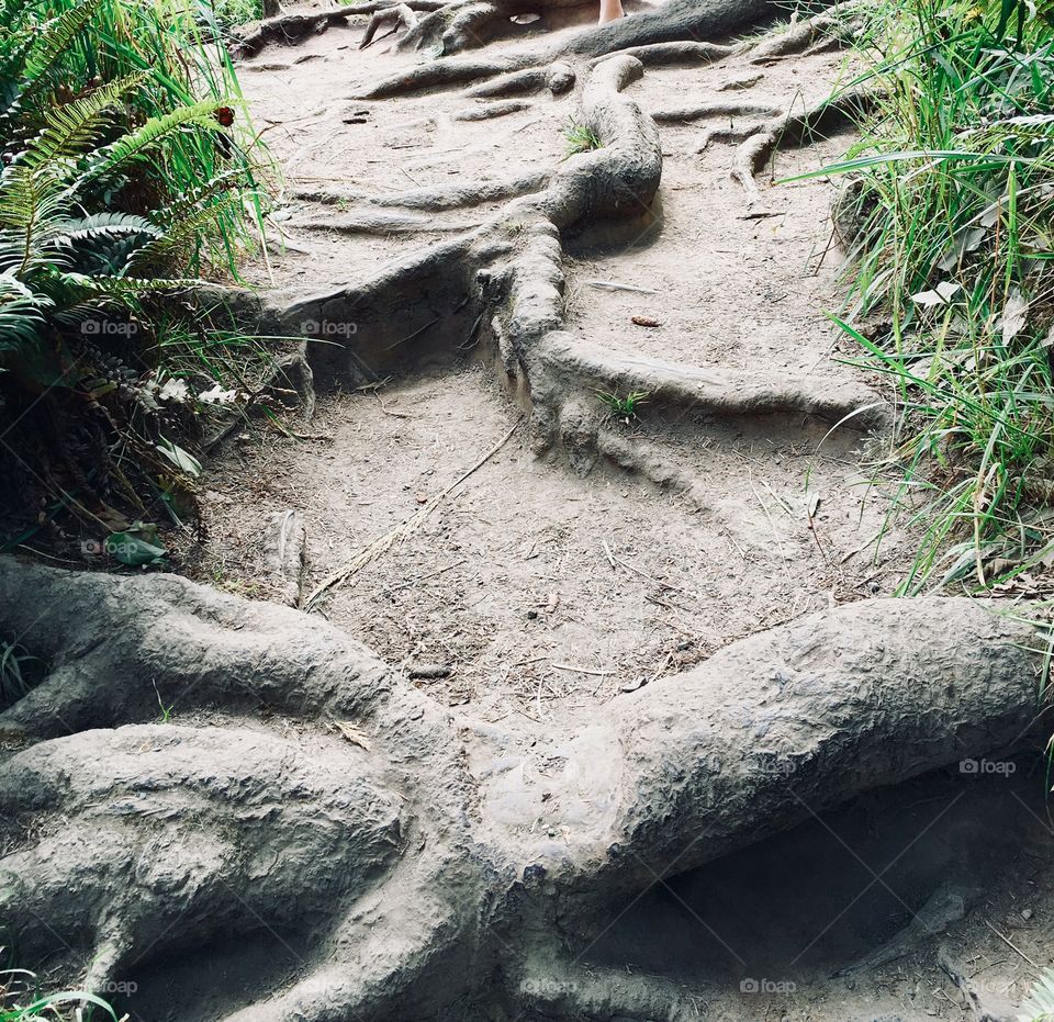 Tree roots 