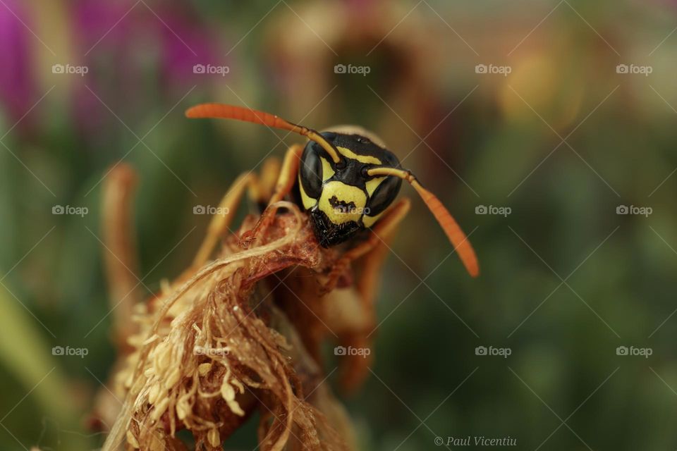 Macro image of a wasp