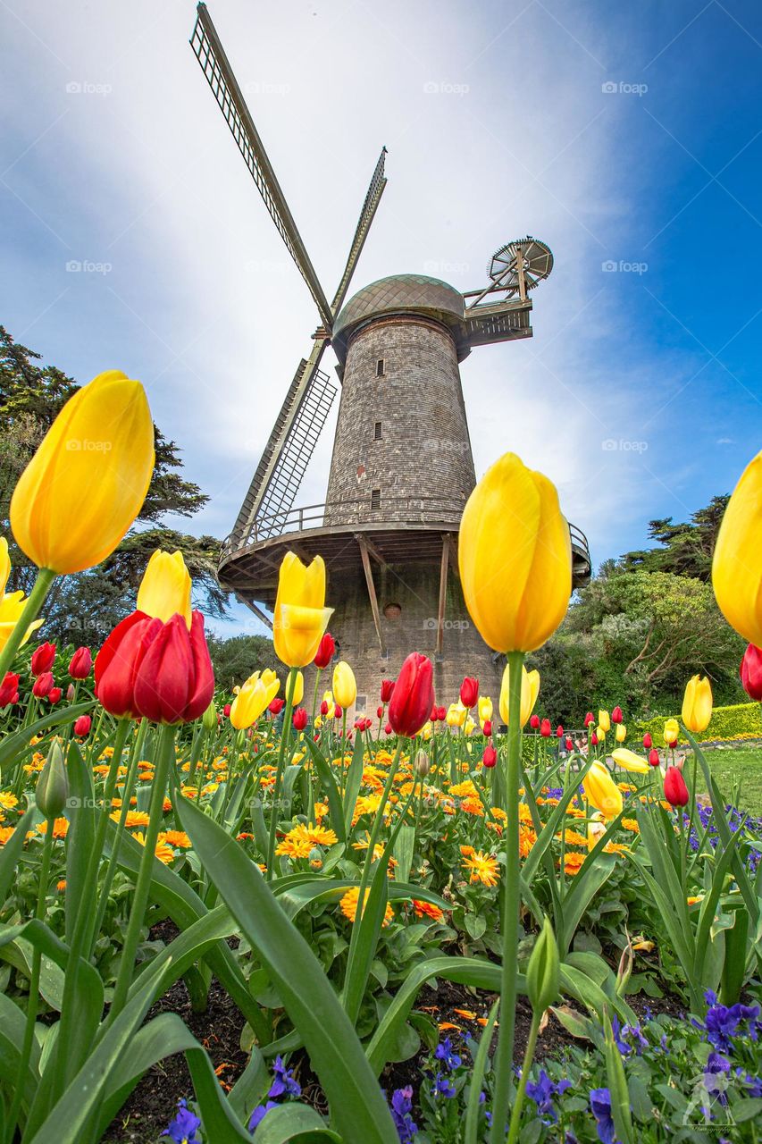 Windmill In Tulip Field