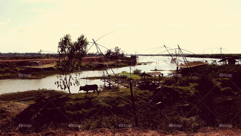 Catch fish in the swamp