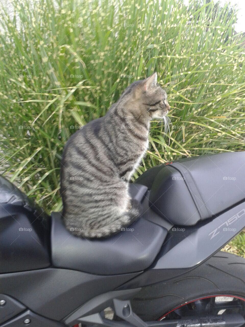 cat at bike