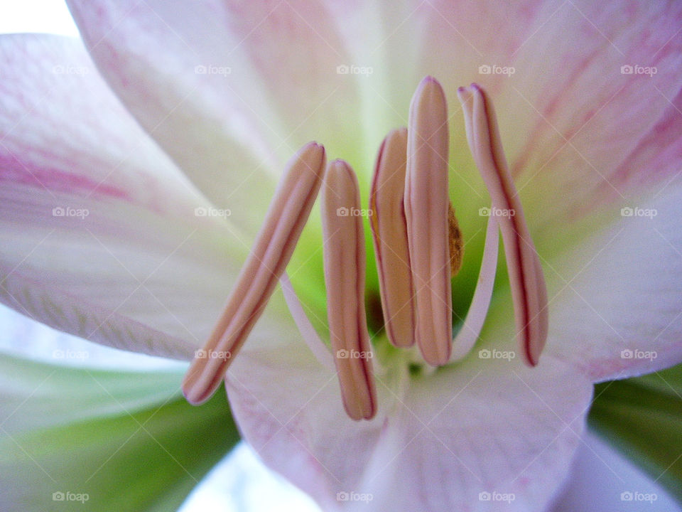 green flower wallpaper blomma by cabday