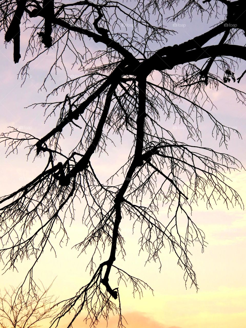 branches in sunset