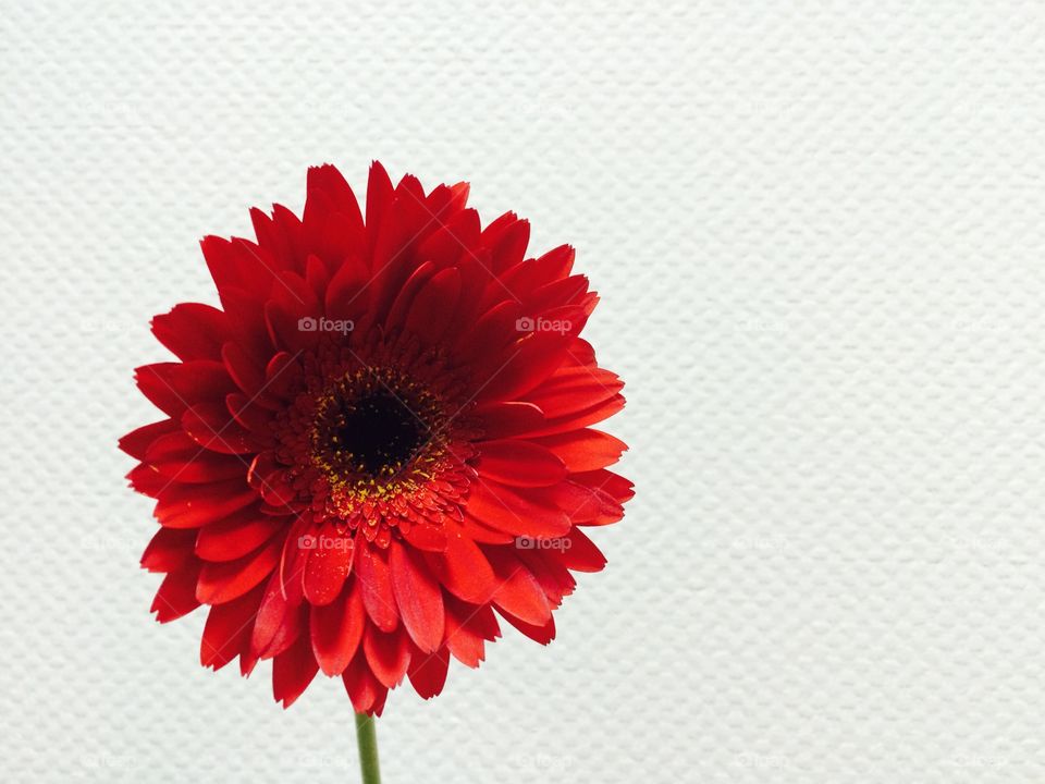 Close-up of red Gerbera