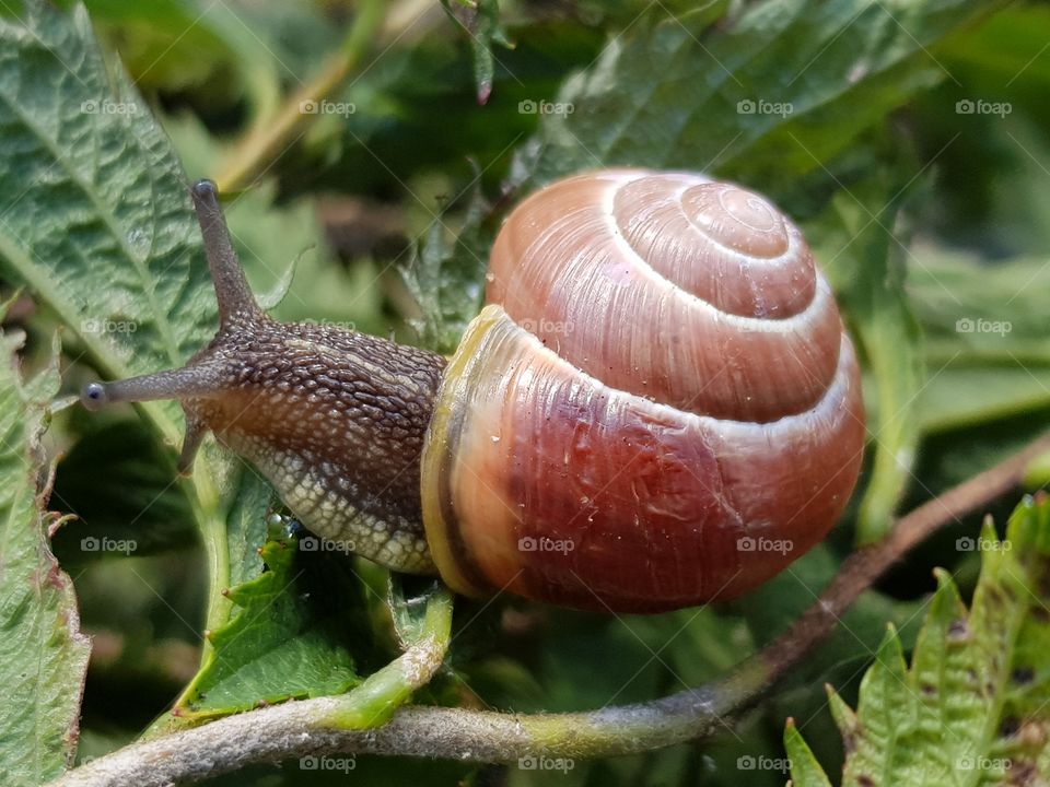 Snail in my garden