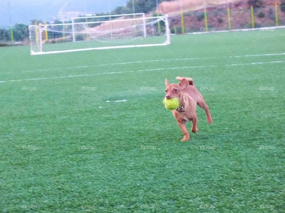 Chihuahua and ball