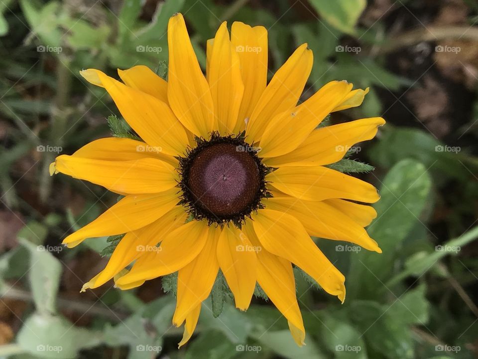 Eye Catching Sunflower 