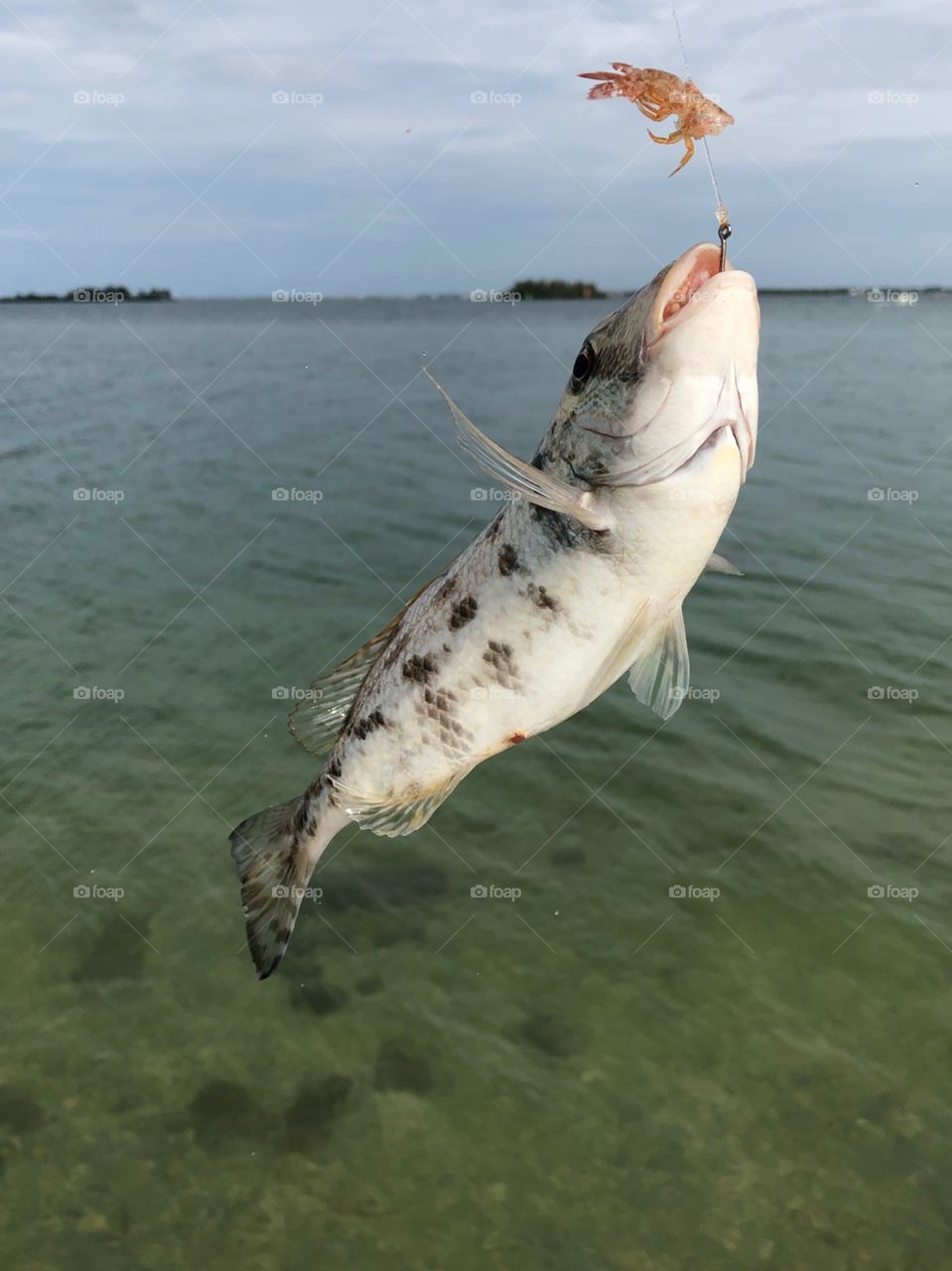 Fish on hook snapper Florida 
