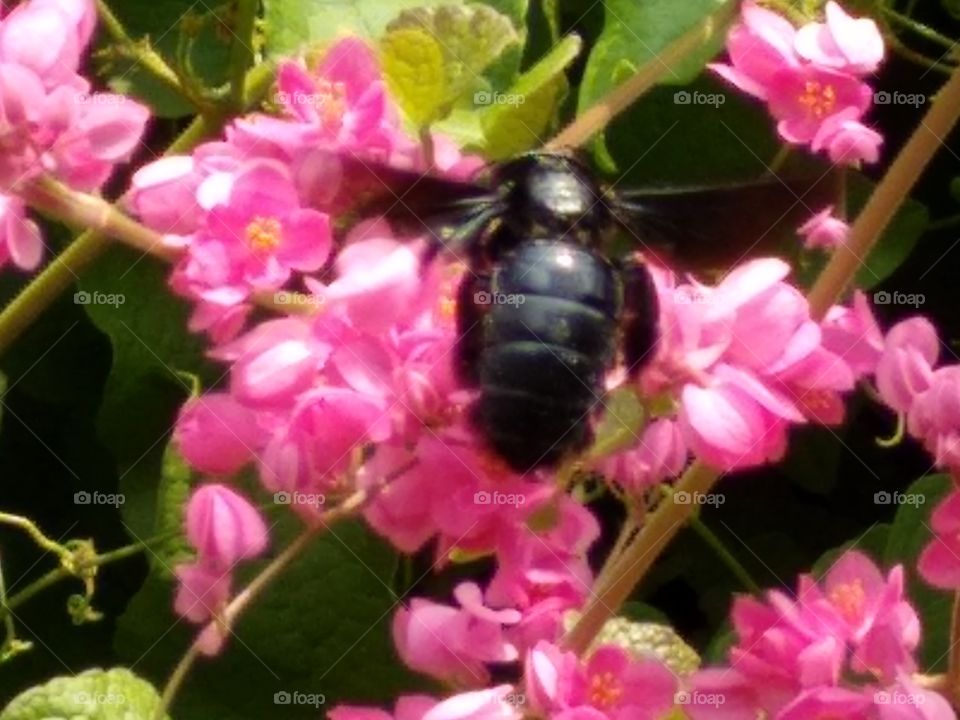 Happy Black Bee