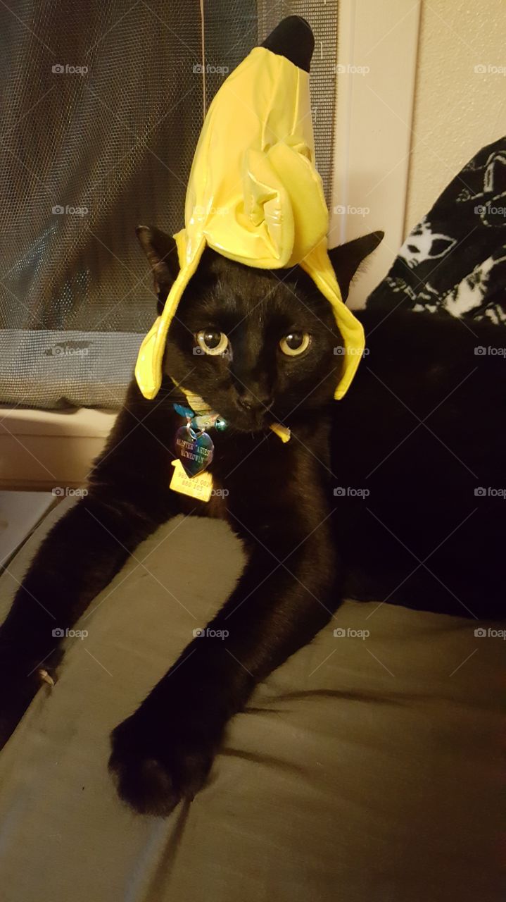 banana cat