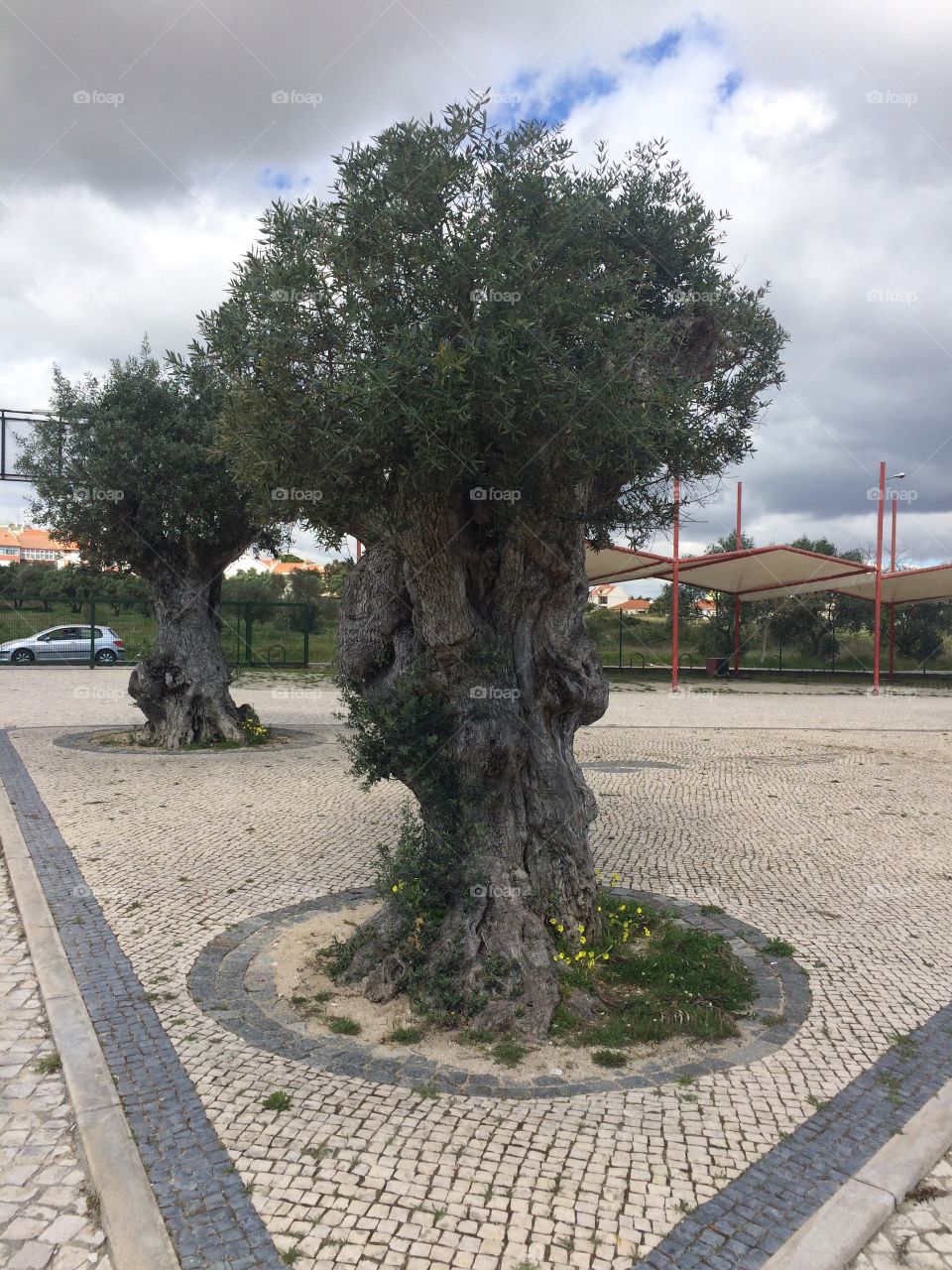 Olive Tree 