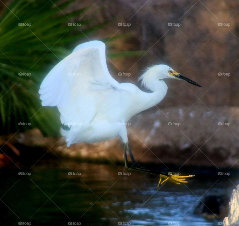 Egret Landing in Lake