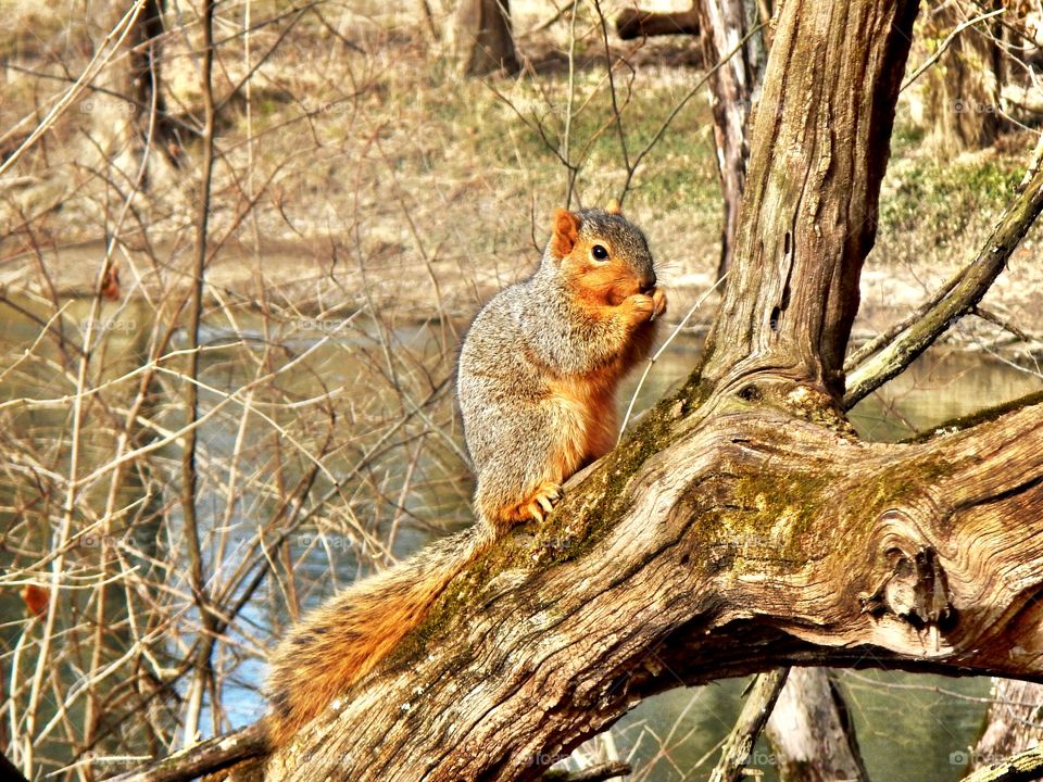 Squirrel 