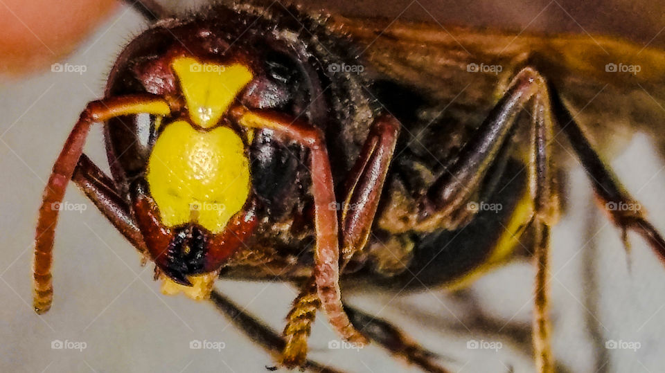 macro-close view to a wasp head and body, in where you find alots of complicated structural details. 
TAKEN BY : LG G5 se phone camera by the manual camera mood.